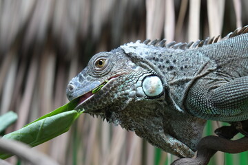 Obraz premium Green iguana eating leaf close up reptile feeding behavior