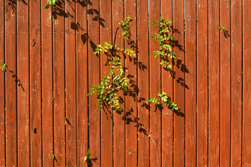 Wooden fence with climbing plants and hanging vines, timber fence forming rustic garden background, natural outdoor scene with greenery, vertical board texture detail, calm lifestyle concept. mock up
