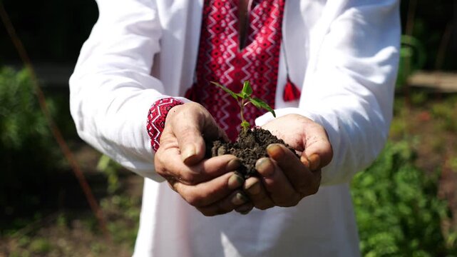Adult male hands of farmer in vyshyvanka holding small green sprout at summer garden. This scene reflects older man caring attitude towards nature and traditional agricultural values. Slow motion