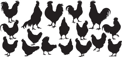 Chicken and hen silhouettes. roosters hens and baby chicks in various poses including standing walking and sitting, vector © farwa atima