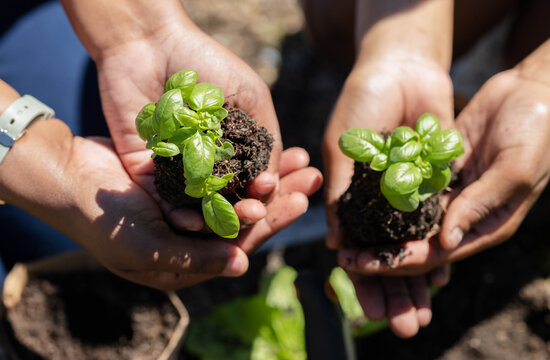 Two pairs of hands are holding clumps of dark potting soil with green seedlings in sunlight