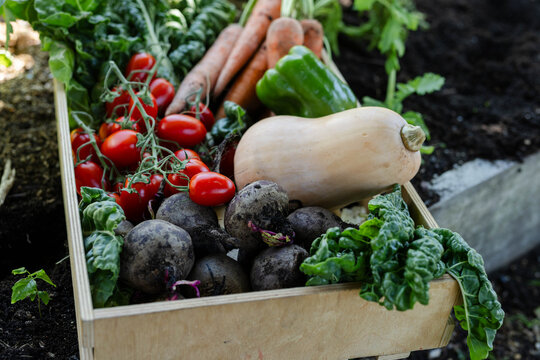 Wooden crate is holding beetroots, butternut squash, vine tomatoes, carrots on raised garden bed