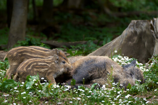 Frischlinge beim S&auml;ugen an der liegenden Bache (Sus scrofa) - idyllische Szene einer Wildschweinfamilie inmitten von G&auml;nsebl&uuml;mchen in einem Wald in Deutschland