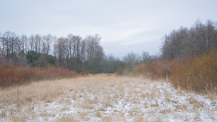  Snow covered field surrounded by reed and trees on a cloudy winter evening in in Harju county, Estonia 