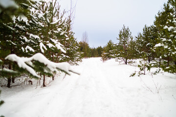 Winter Forest Covered with Snow