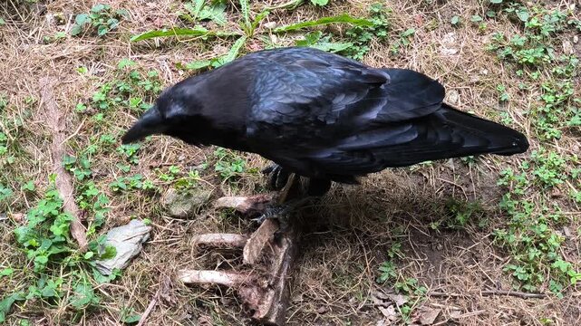 A black crow stands over and pecks at a set of animal bones and ribs on a forest floor covered with pine needles and small green plants.