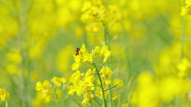 Bee Pollinating Yellow Canola Flowers in Spring Field