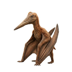 Obraz premium Pteranodon pterosaur sitting isolated. Prehistoric flying reptile.