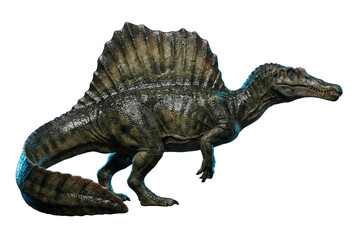 Fototapeta premium Spinosaurus dinosaur with sail back isolated. Aquatic carnivore side view.