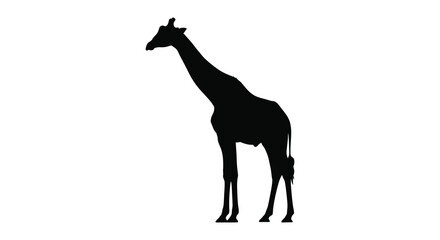 A striking silhouette of a giraffe stands prominently against a clean bright white background showcasing its long neck © VoDesign02