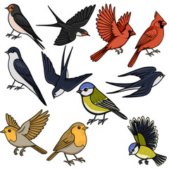 Collection of diverse vector bird illustrations, including swallows, cardinals, robins, and tits, depicted in various poses. © Khrystyna Turchyn