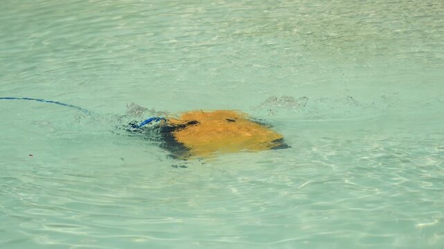 Robot cleans a pool on a sunny day. Pool cleaning concept for hotels, resorts and villas. High quality 4k footage