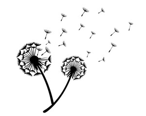 Vector Illustration of Two Dandelions with Seeds Blowing Away in the Wind