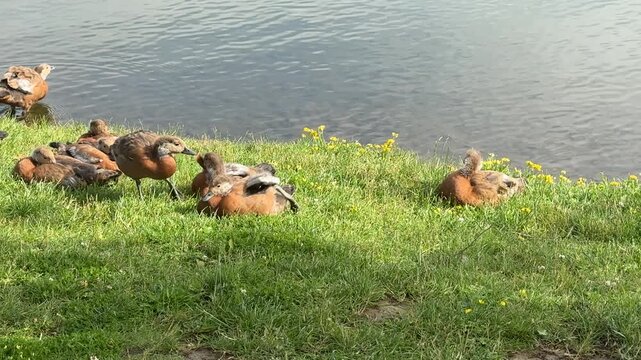 Mother and father Ruddy shelduck with her small ducklings on lake in the summer. It is a waterfowl of the duck family, similar to the common one. The bird has orange-brown plumage and a lighter head.