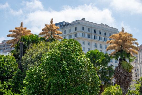 View of beautiful Talipot palms - Rio de Janeiro, Brazil
