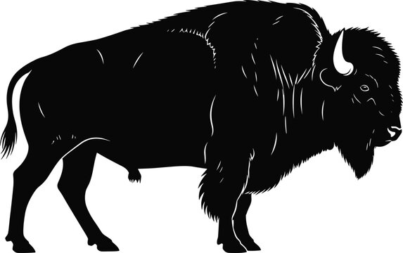 Bison silhouette standing profile, shaggy fur and horns, strong wildlife vector illustration for nature, conservation, animal, decorative themes
