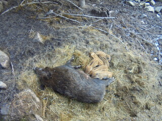 Overhead view of a wild boar mother lying on hay while several tawny, striped piglets nurse on the forest floor. Mud, rocks and dry branches surround the bedding under soft daylight. © Dan