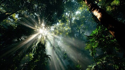 Fototapeta premium Sunlit Canopy: A majestic view of a verdant forest, with sunlight piercing through the dense foliage to create a stunning display of light and shadow, highlighting the vibrant ecosystem.
