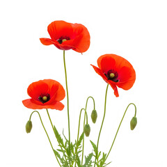 Fototapeta premium Three vibrant red poppies with green stems and leaves against a white background