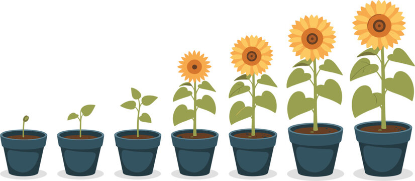 Progressive stages of sunflower growth in pots from seed and sprout to blooming flower, plant life cycle vector illustration isolated on white background.