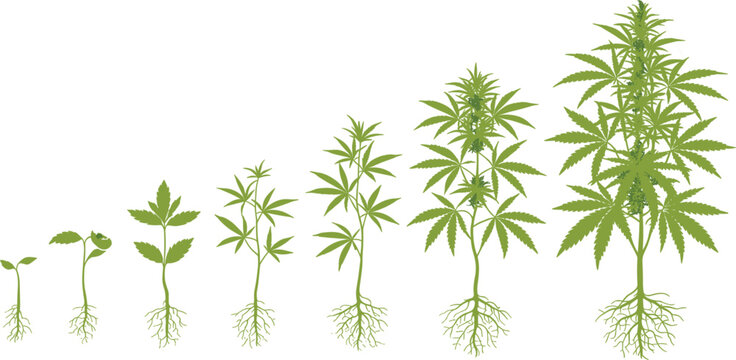 Growth stages of a cannabis hemp plant from seedling to mature flowering herb with roots set on 