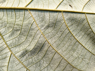 Intricate Veins of a Dried Leaf