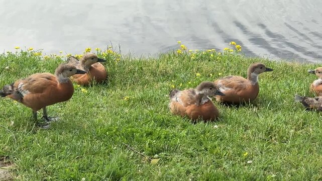 Mother and father Ruddy shelduck with her small ducklings on lake in the summer. It is a waterfowl of the duck family, similar to the common one. The bird has orange-brown plumage and a lighter head.