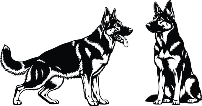 Black and white vector illustration of german shepherd dog breed standing and sitting isolated on white background for design.