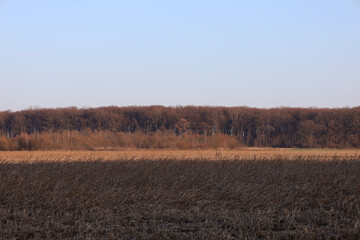 Obraz premium A panoramic view of a wide field with dry low vegetation, turning into a dense strip of deciduous forest on the horizon under a clear light sky.