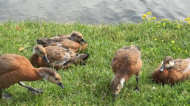 Mother and father Ruddy shelduck with her small ducklings on lake in the summer. It is a waterfowl of the duck family, similar to the common one. The bird has orange-brown plumage and a lighter head.