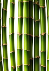 Fototapeta premium Close up shot of fresh green bamboo stalks arranged vertically against a pure white studio background ,cane ,green ,wood