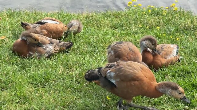 Mother and father Ruddy shelduck with her small ducklings on lake in the summer. It is a waterfowl of the duck family, similar to the common one. The bird has orange-brown plumage and a lighter head.