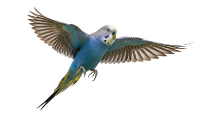 Blue parakeet flying wings spread isolated on transparent background