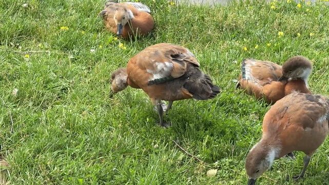 Mother and father Ruddy shelduck with her small ducklings on lake in the summer. It is a waterfowl of the duck family, similar to the common one. The bird has orange-brown plumage and a lighter head.