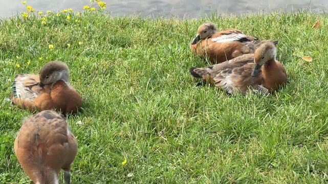 Mother and father Ruddy shelduck with her small ducklings on lake in the summer. It is a waterfowl of the duck family, similar to the common one. The bird has orange-brown plumage and a lighter head.