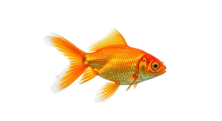 Obraz premium Golden fish swimming isolated on transparent background