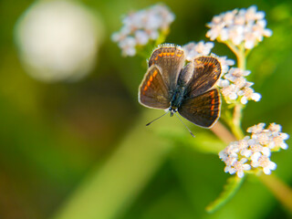 Beautiful background image featuring a common blue butterfly (Polyommatus icarus), taken in Musio, a district of Tremosine. © Albert Schweitzer