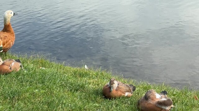 Mother and father Ruddy shelduck with her small ducklings on lake in the summer. It is a waterfowl of the duck family, similar to the common one. The bird has orange-brown plumage and a lighter head.