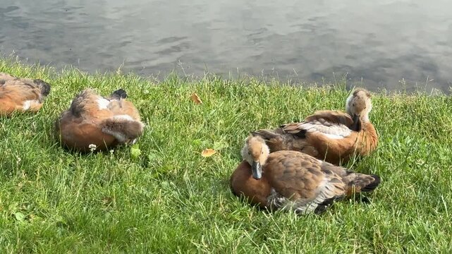 Mother and father Ruddy shelduck with her small ducklings on lake in the summer. It is a waterfowl of the duck family, similar to the common one. The bird has orange-brown plumage and a lighter head.