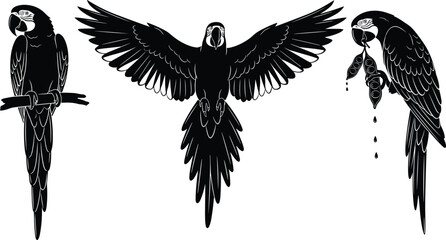 Set of black and white vector silhouettes of three tropical macaw parrots flying and sitting on branch isolated. © Ruhul