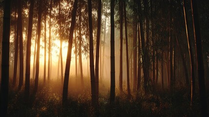 Obraz premium Sun-Kissed Forest: Sunlight streams through the towering trees of a dense forest, casting an ethereal glow and creating a mesmerizing spectacle of light and shadow.