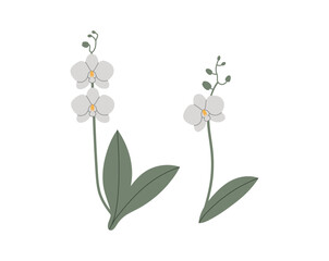 Vector color hand drawn illustration with a Orchid flower set. Minimalistic Flower isolated on a white background