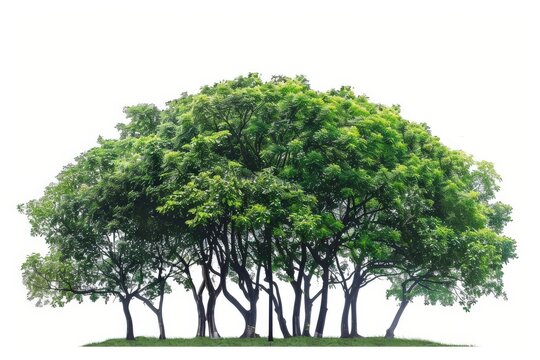 A cluster of verdant trees stands in stark contrast, embodying the essence of nature's purity. this image presents a captivating portrayal of the environment.