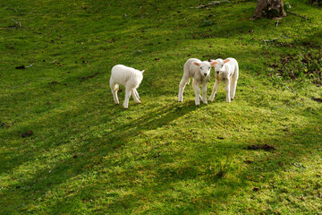 Obraz premium Three cute baby lambs looking curiously at the camera in a green meadow.