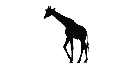 A striking black giraffe stands prominently against a white background silhouette © MD
