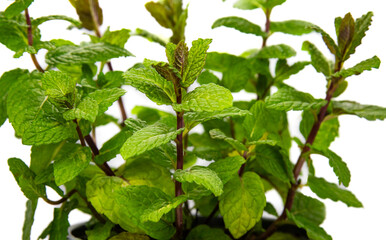 fresh home mint for tea and drinks