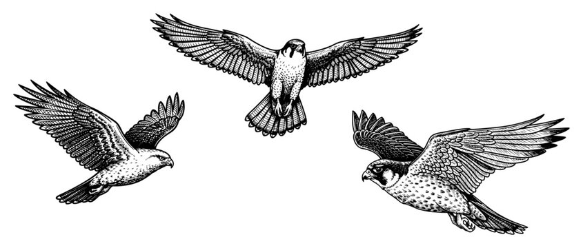 Set of falcons and hawks soaring in vintage woodcut illustration style