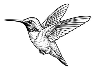 Hovering hummingbird illustration in detailed black and white hand drawn vintage woodcut style © Amelia