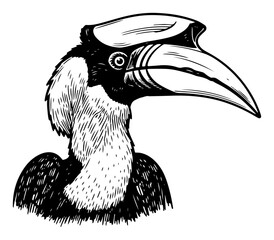Detailed profile of a hornbill bird head in vintage woodcut engraving style © Amelia