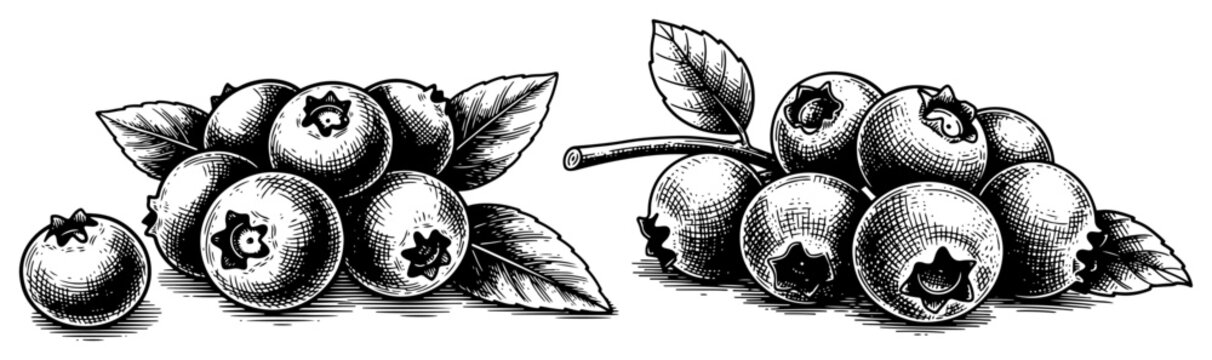 Set of hand drawn blueberry clusters with leaves in a classic engraving style